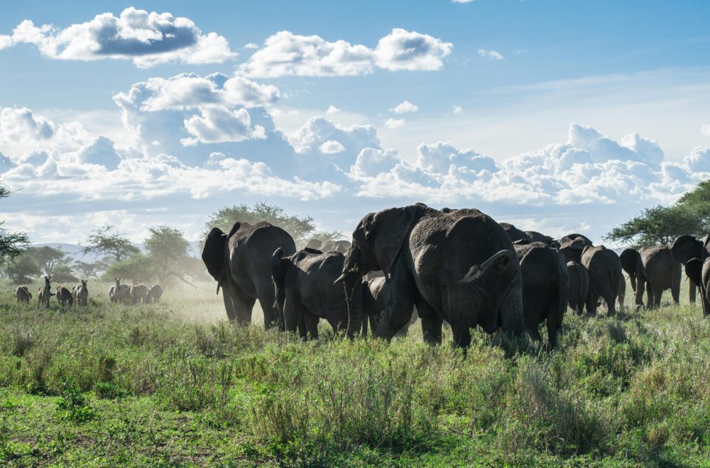 pexels-akos-helgert-82252426-9185426